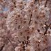 20060326_kokyosakura_002
